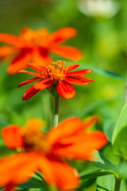 Doğal arka planı olan Zinnia çiçeği, Tayland.