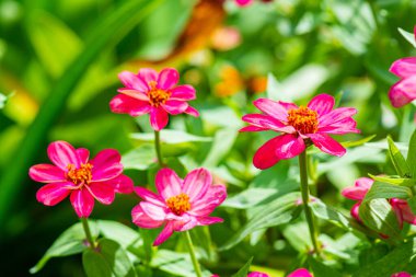 Doğal arka planı olan Zinnia çiçeği, Tayland.