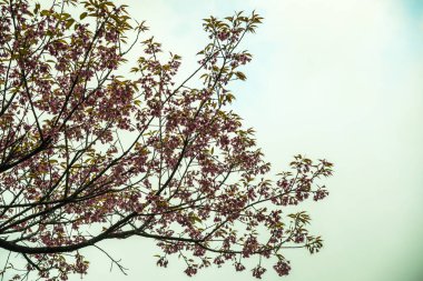 Tayland 'da Pembe Sakura Çiçekleri.