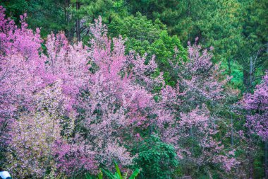 Tayland 'da Pembe Sakura Çiçekleri.