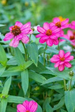 Doğal arka planı olan Zinnia çiçeği, Tayland.