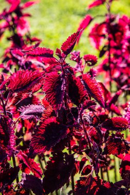Bahçede kırmızı yapraklar, Tayland.