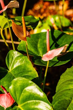 Doğal arka planı olan Anthurium çiçeği, Tayland.