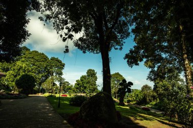 Chiang Rai bölgesindeki Doi Tung Kraliyet Konağı 'nda güzel bir park..