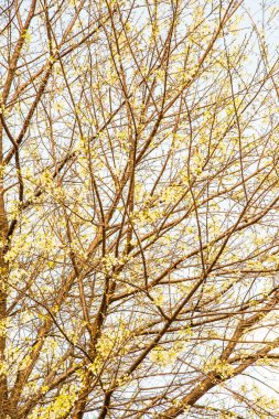 Beyaz kiraz çiçeği gökyüzü, Tayland.