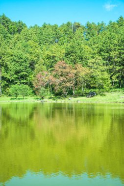 Tayland 'da gölü olan kiraz ağaçları..