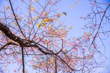 Chiangmai, Tayland 'da kiraz çiçeği parkı..
