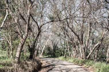 Chiangmai, Tayland 'da kiraz çiçeği parkı..