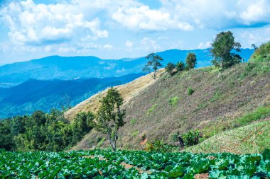 Tayland 'ın Chiangrai eyaletinde dağ manzarası.
