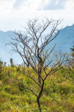 Chiangrai, Tayland 'daki Phu Chi Fa Dağı manzarası.