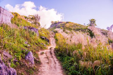 Tayland 'ın Chiangrai ilindeki Doi Pha Tang Dağı manzarası.