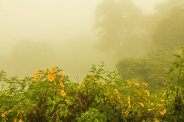 Tayland 'ın Phayao eyaletinde kış mevsiminde sisli bir manzara.