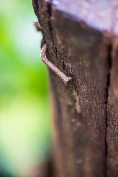 Rusty nail on old wood, Thailand.