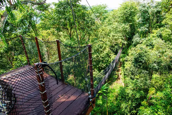 Mae Fah Luang Bahçesinde Ağaç Tepesi Yürüyüşü, Chiang Rai.