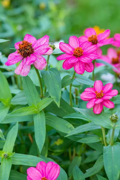 Doğal arka planı olan Zinnia çiçeği, Tayland.