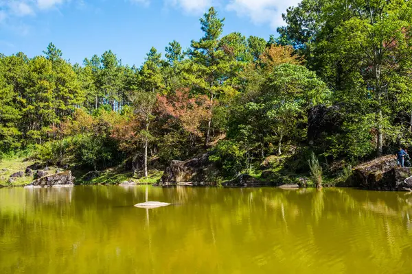 stock image Cherry blossom trees with lake in Thai, Thailand.