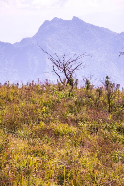 Chiangrai, Tayland 'daki Phu Chi Fa Dağı manzarası.