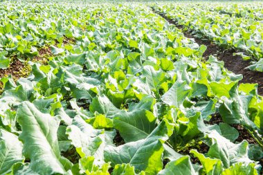 Sebze bahçesinde yeşil Çin lahanası, Tayland.