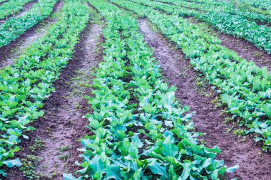 Sebze bahçesinde yeşil Çin lahanası, Tayland.