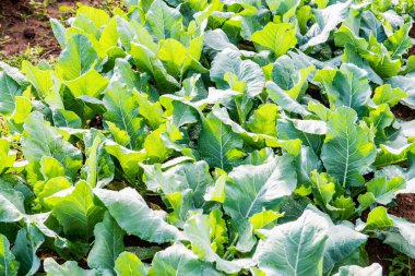 Sebze bahçesinde yeşil Çin lahanası, Tayland.