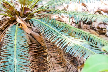 Cycas siamensis Miq, Tayland 'a yakın..