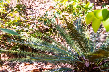 Cycas siamensis Miq, Tayland 'a yakın..