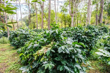 Tayland 'da bir kahve çiftliği..