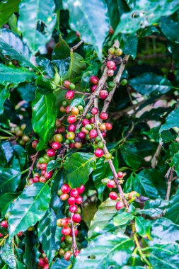Ağaçta kahve çekirdeği, Tayland.