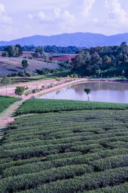 Tayland 'da gölü olan çay çiftliği.