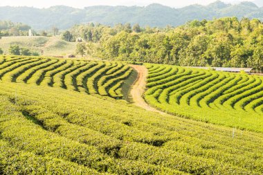 Tayland, Tayland 'da Çay Çiftliği.