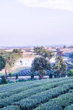 Tayland 'da gölü olan çay çiftliği..