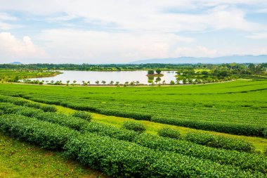 Tayland 'da gölü olan çay çiftliği.