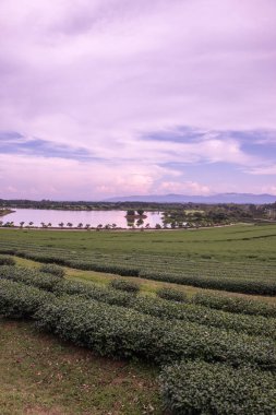 Tayland 'da gölü olan çay çiftliği.