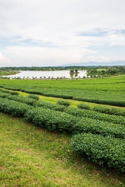 Tayland 'da gölü olan çay çiftliği.