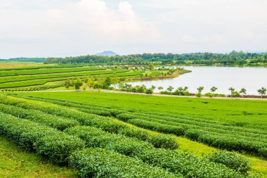 Tayland 'da gölü olan çay çiftliği.