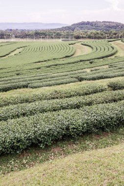 Tayland, Tayland 'da çay çiftliği.