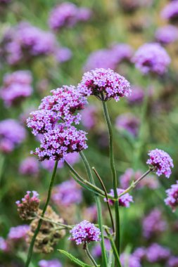 Tayland 'da Verbena çiçekleri.