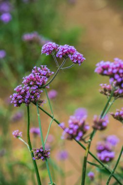 Tayland 'da Verbena çiçekleri.