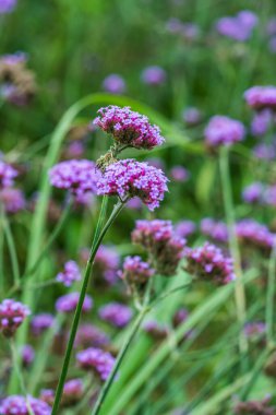 Tayland 'da Verbena çiçekleri.