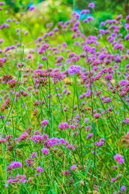 Tayland 'da Verbena çiçekleri.
