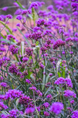 Tayland 'da Verbena çiçekleri.