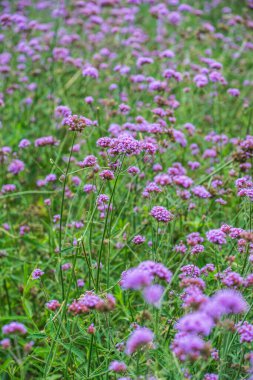 Tayland 'da Verbena çiçekleri.