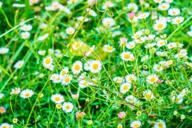 Parkta küçük beyaz çiçekler, Tayland.