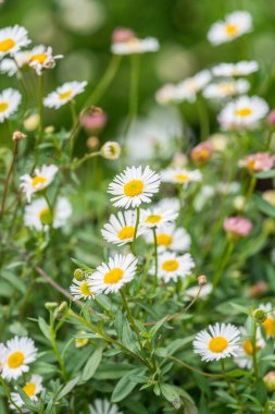 Parkta küçük beyaz çiçekler, Tayland.