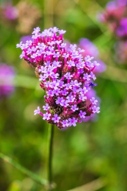 Tayland 'da Verbena çiçekleri.