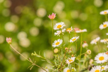 Parkta küçük beyaz çiçekler, Tayland.
