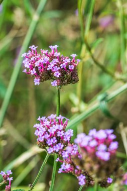 Tayland 'da Verbena çiçekleri.