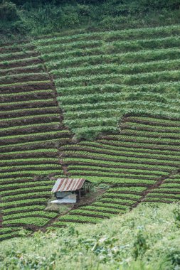 Mon Jam Turizm Merkezi, Tayland.