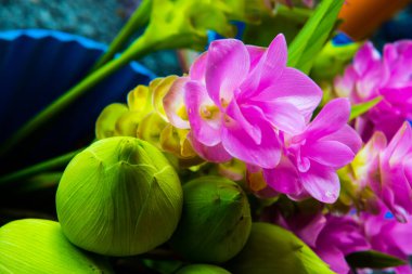 Siam lale ya da Zingiberaceae, Tayland 'da satışta.