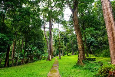 Tayland ulusal parkında küçük beton patika.